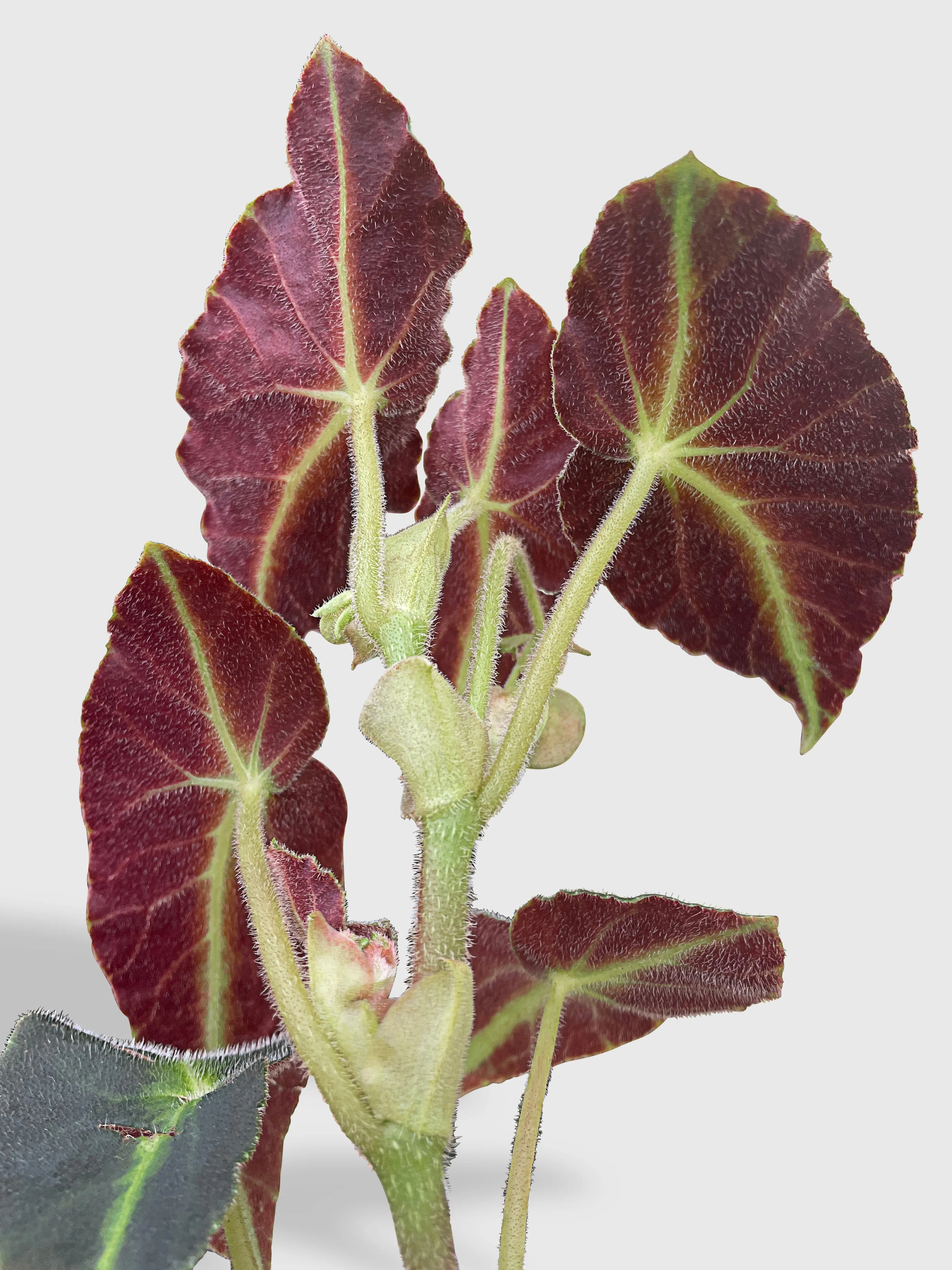 Begonia Listada