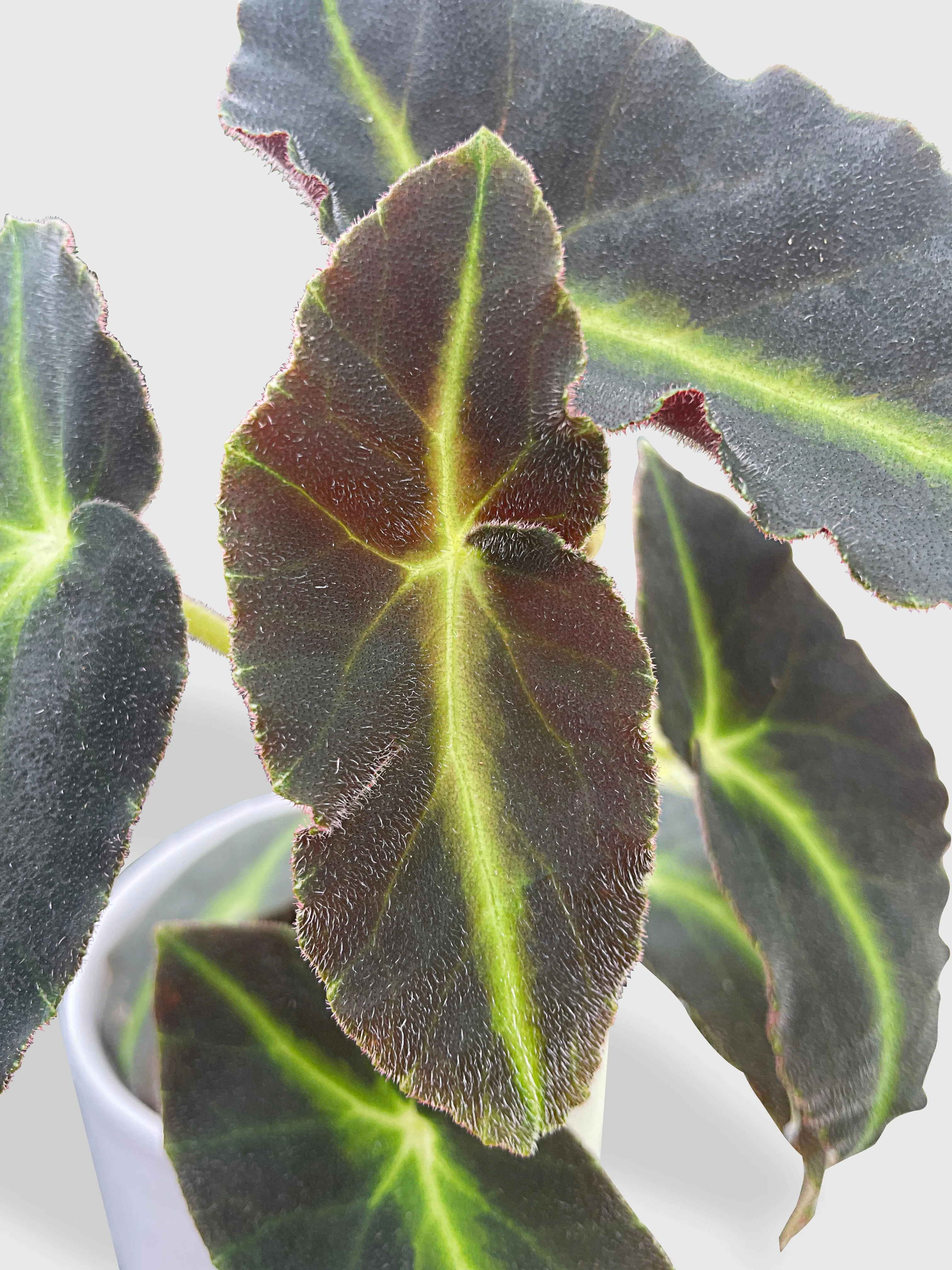 Begonia Listada